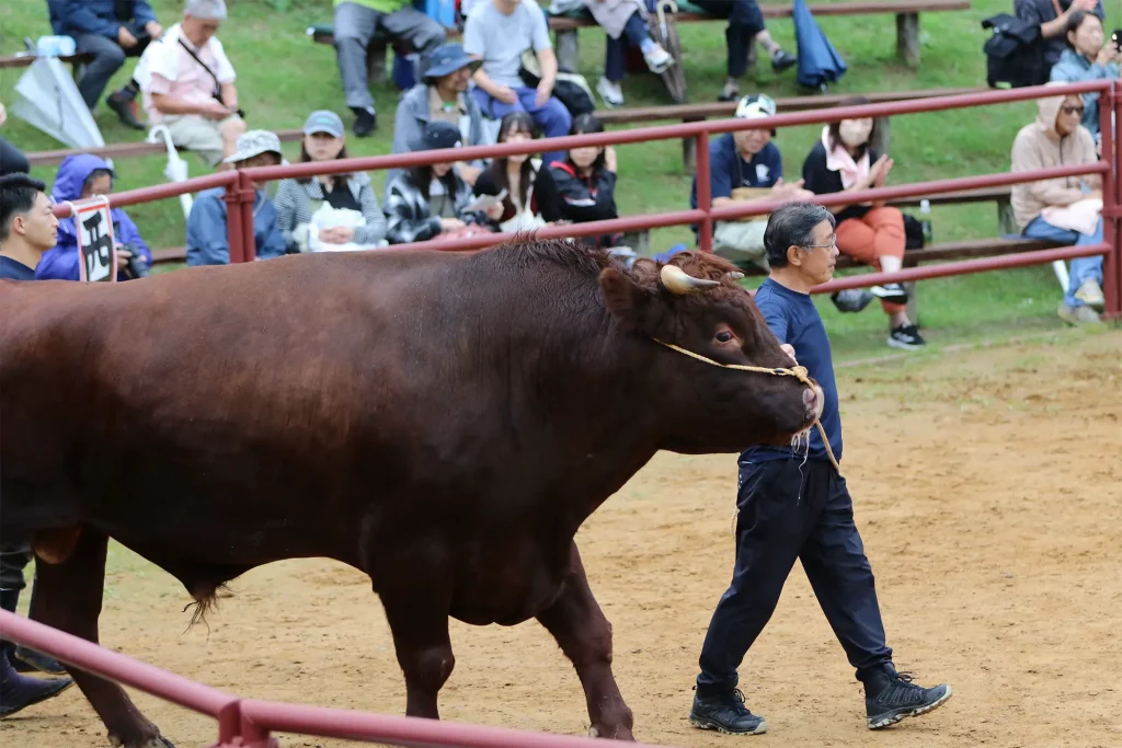 平庭闘牛大会しらかば場所のようす