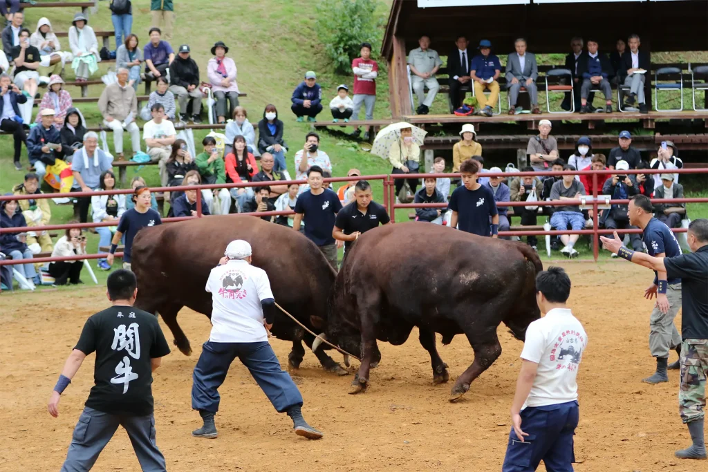 平庭闘牛大会しらかば場所のようす