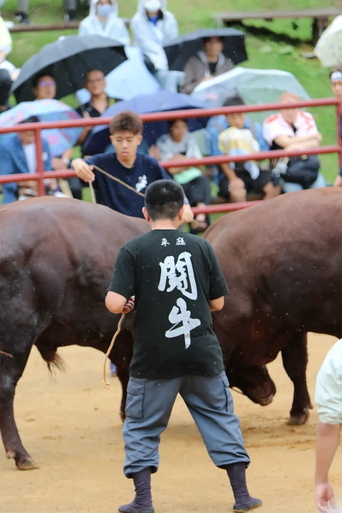 平庭闘牛大会しらかば場所のようす