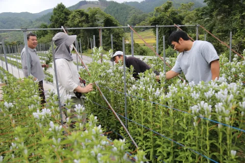 一戸町オリジナル品種生産拡大へ　<br>「御所野ヴェール」「縄文の舞」