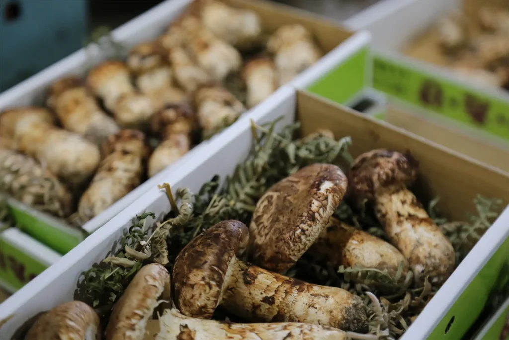 出荷されるマツタケ