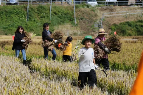 浮島地区田んぼアートで稲刈り　<br>米作りや地元食材への理解深める