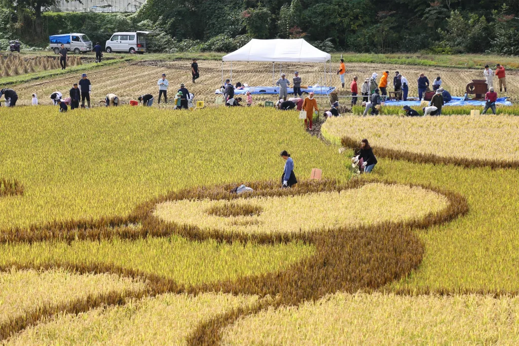 田んぼアートの稲刈り