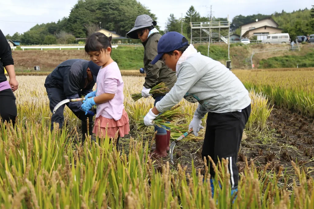 田んぼアートの稲刈り