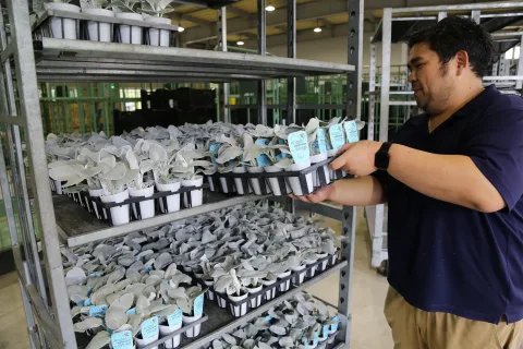 希少種「エンジェルウィングス」出荷始まる　<br>岩手県八幡平市