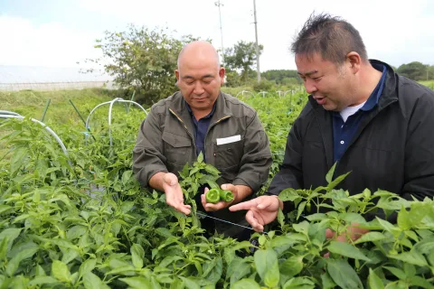 厳しい天候もピーマン好調　<br>寄り添った指導で技術向上