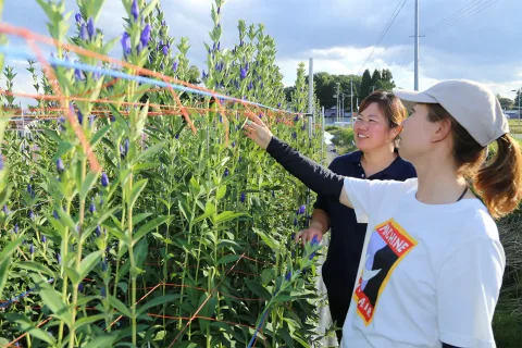 リンドウ過去最高を更新　<br>始めやすさ意識し生産拡大進む