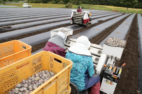 在来種のニンニク「八幡平バイオレット」　<br>植え付け最盛期