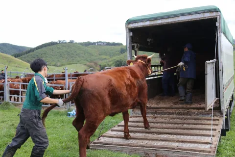 放牧終え里へ　<br>山形村短角牛山下げ