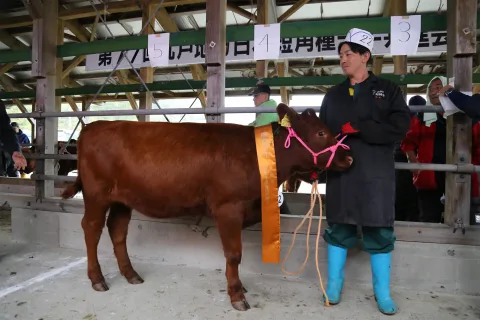 越田さん初の名誉賞に　<br>九戸地方日本短角種子牛共進会