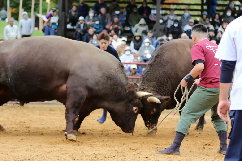 平庭闘牛大会もみじ場所のようす