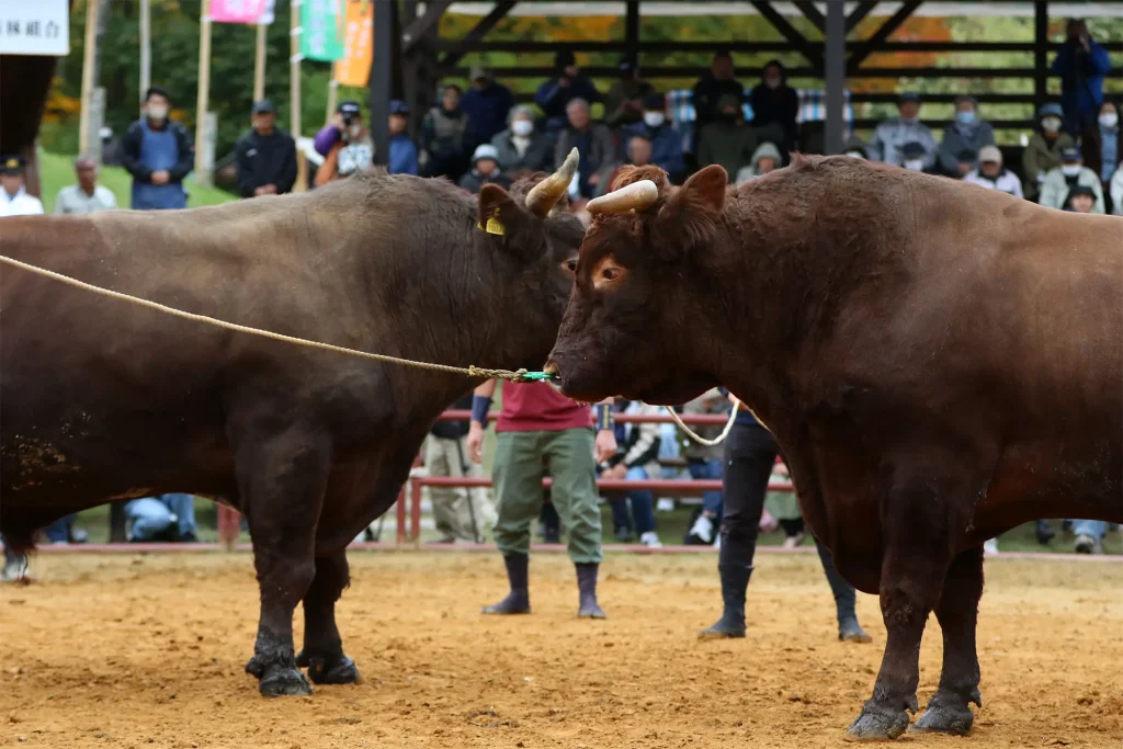 平庭闘牛大会もみじ場所のようす