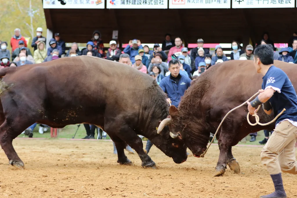 平庭闘牛大会もみじ場所のようす