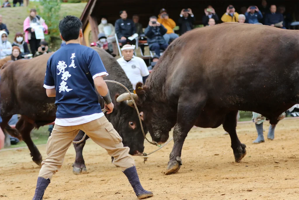 平庭闘牛大会もみじ場所のようす