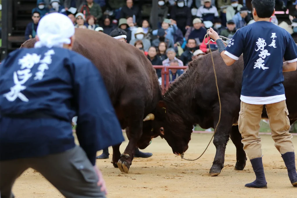 平庭闘牛大会もみじ場所のようす