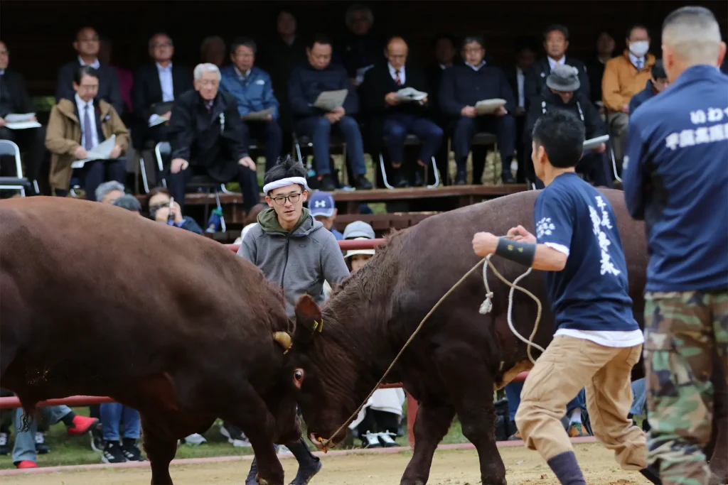 平庭闘牛大会もみじ場所のようす