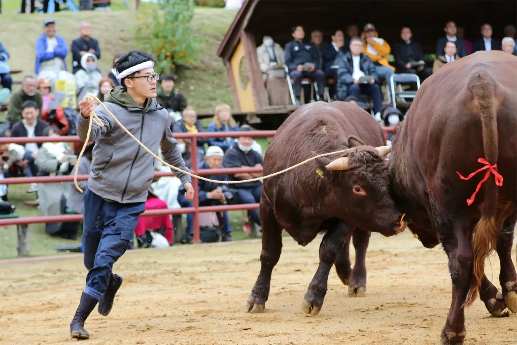 平庭闘牛大会もみじ場所のようす