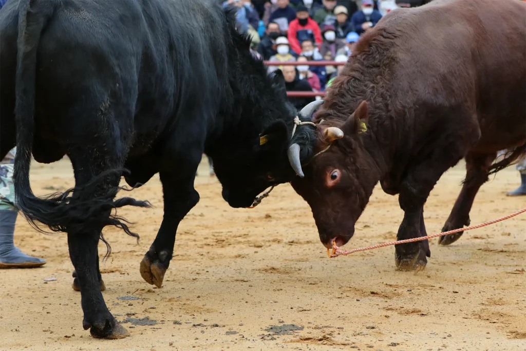 平庭闘牛大会もみじ場所のようす