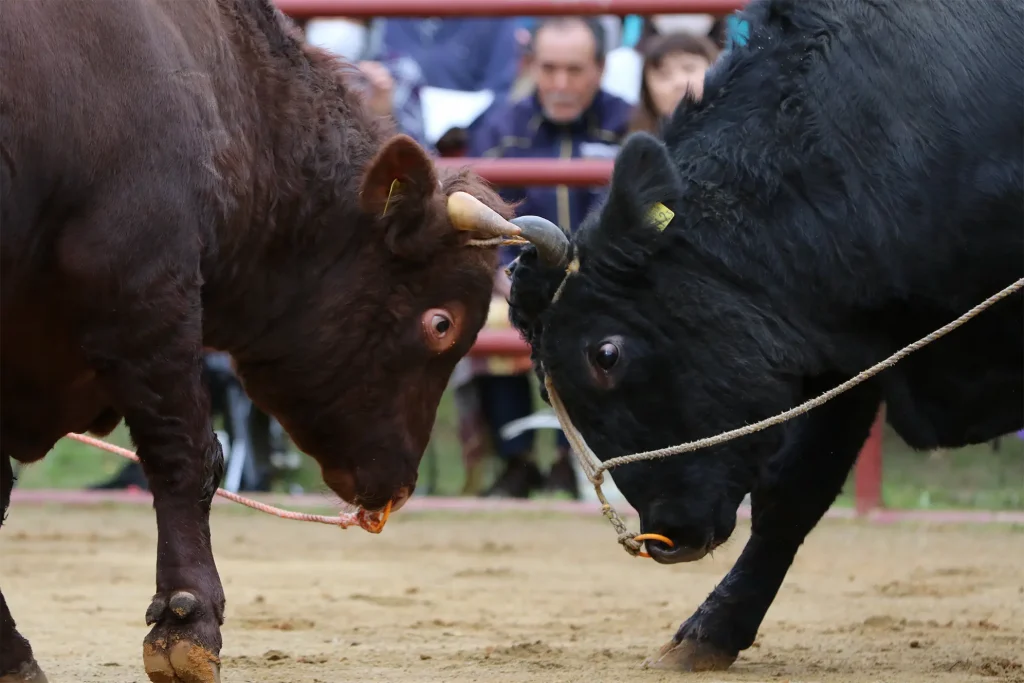 平庭闘牛大会もみじ場所のようす