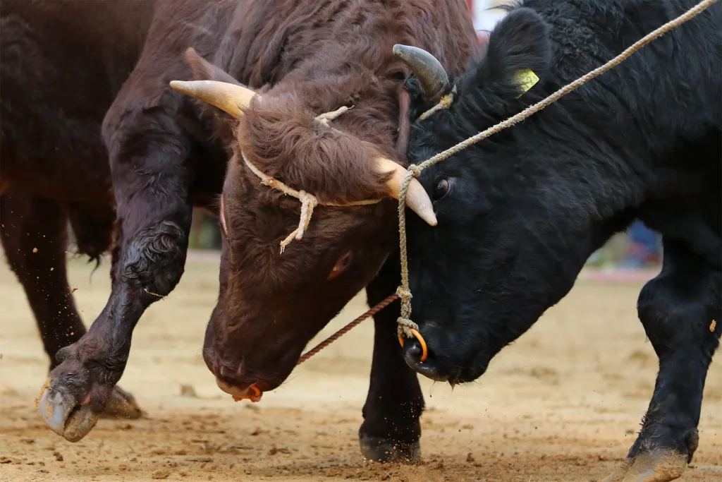 平庭闘牛大会もみじ場所のようす