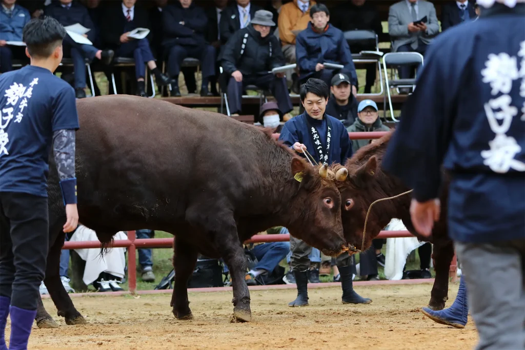 平庭闘牛大会もみじ場所のようす