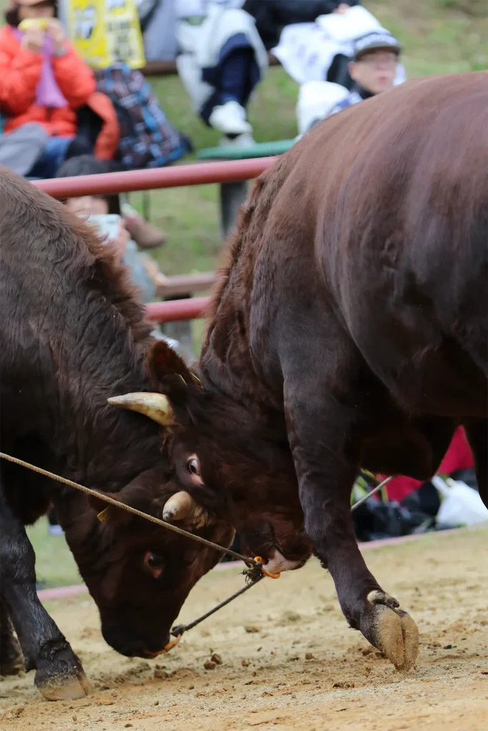 平庭闘牛大会もみじ場所のようす
