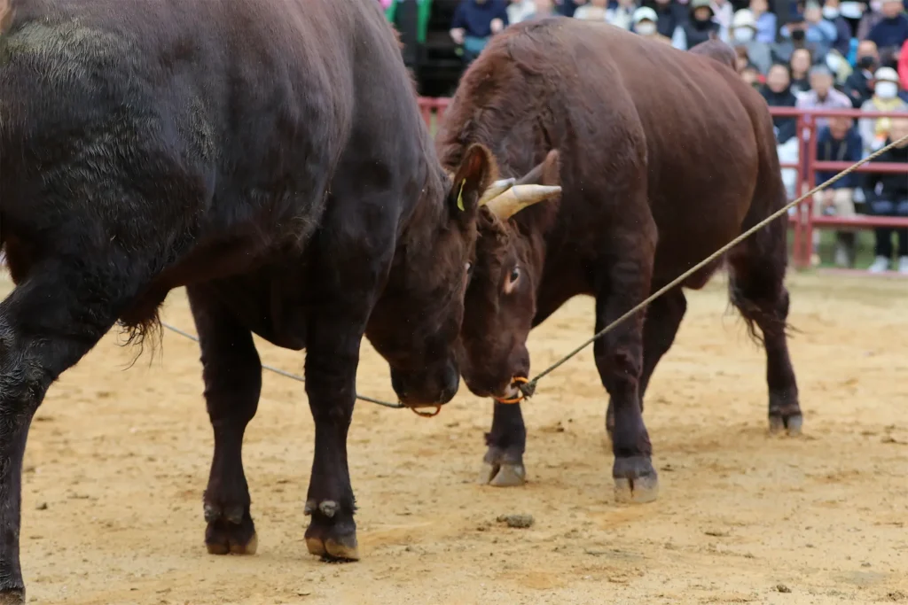 平庭闘牛大会もみじ場所のようす
