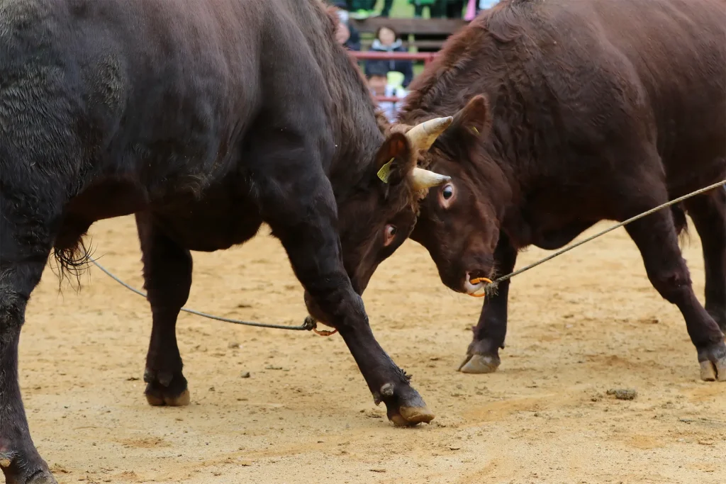 平庭闘牛大会もみじ場所のようす