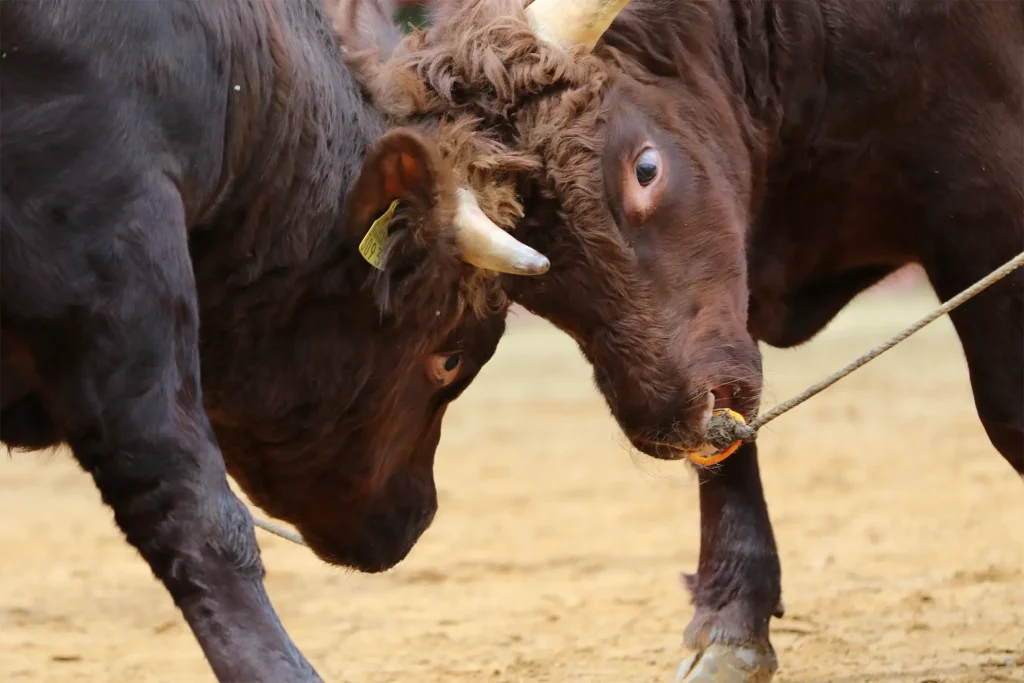 平庭闘牛大会もみじ場所のようす