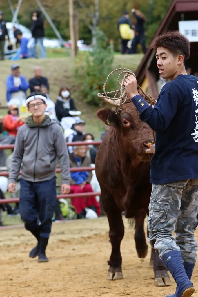 平庭闘牛大会もみじ場所のようす