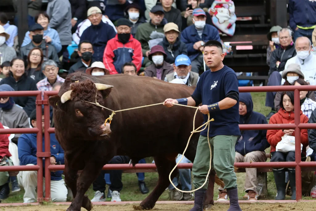 平庭闘牛大会もみじ場所のようす