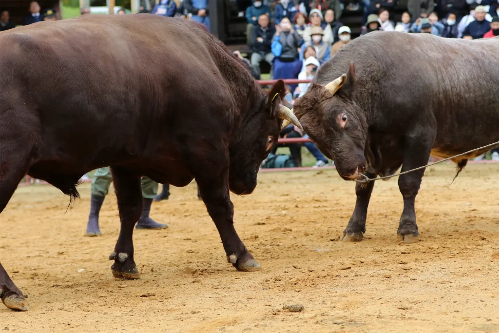 平庭闘牛大会もみじ場所のようす