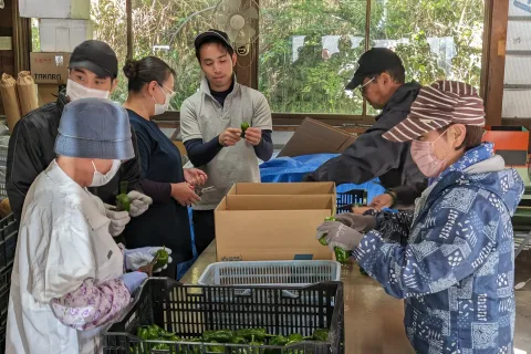 労働力確保へ　<br>農作業体験会