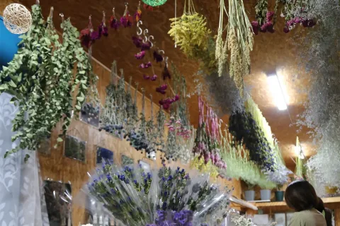 リンドウ理解深めて　<br>ドライフラワーショップ営業開始