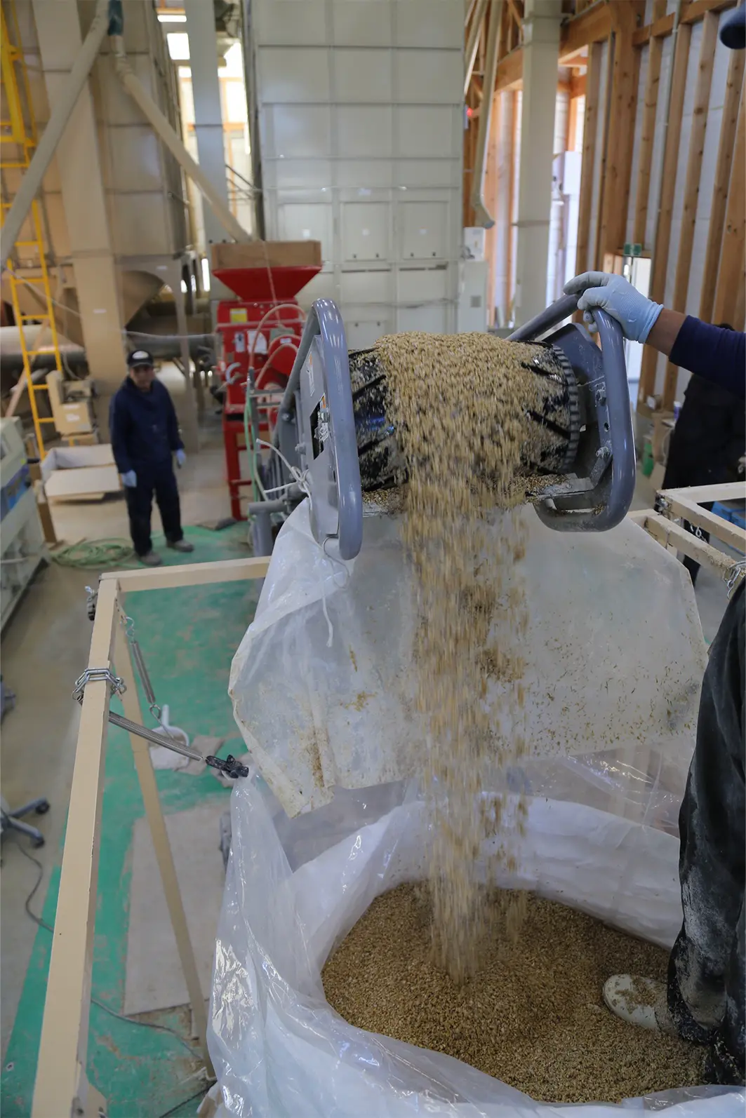 米の収穫の様子