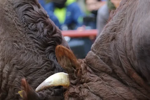 ヘビー級激突　迫力の勝負１２組　<br>平庭闘牛大会もみじ場所