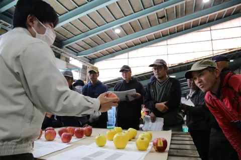 リンゴ規格など確認　<br>晩生種目揃い会