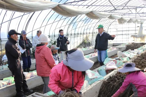 本州一早いアスパラガス産地　<br>１１月下旬出荷に向け本格始動