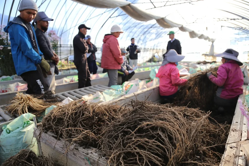 冬アスパラガスの出荷作業