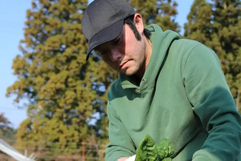 冬の味「寒じめほうれんそう」　<br>糖度十分で出荷開始