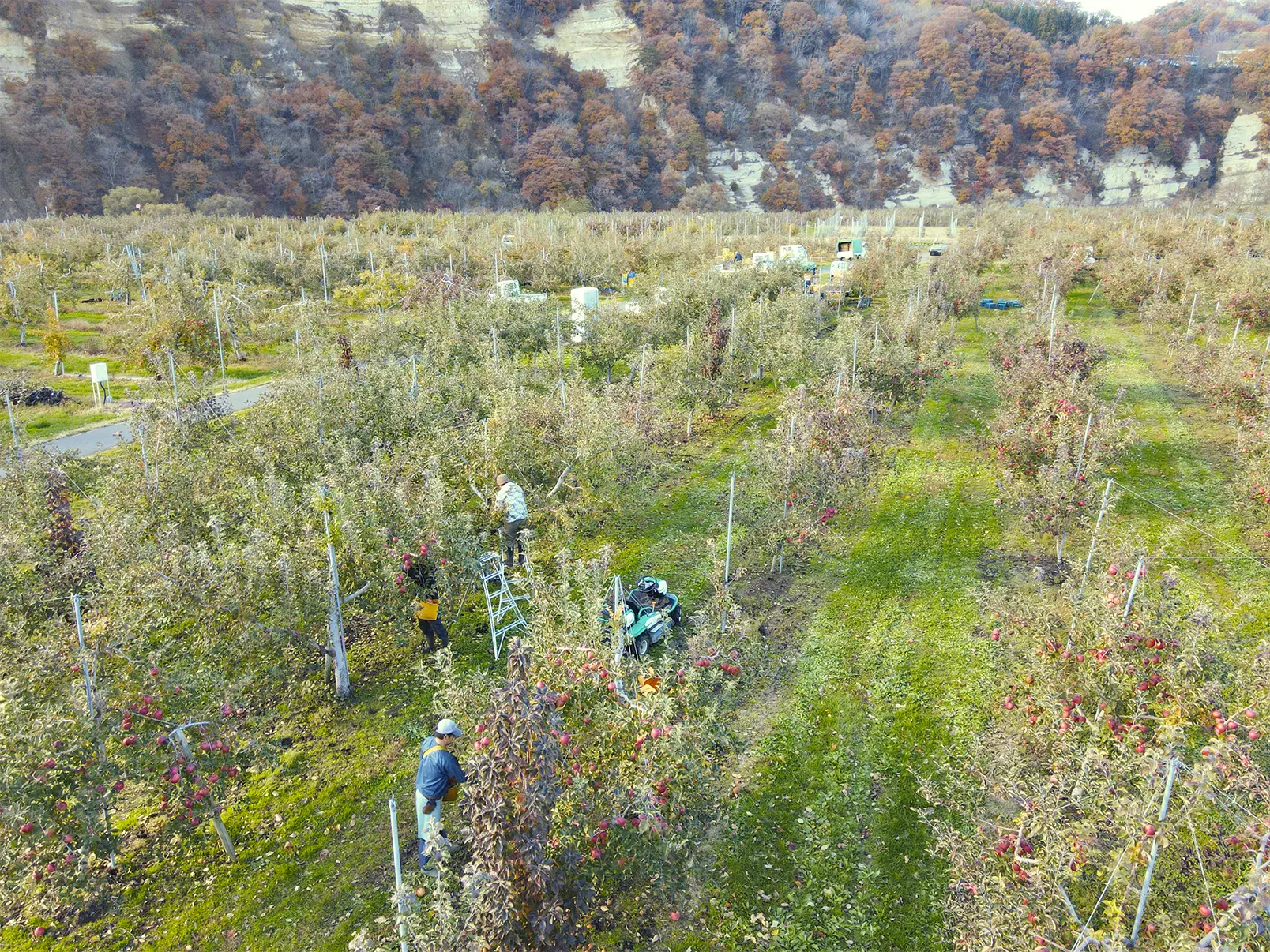農作業をする様子