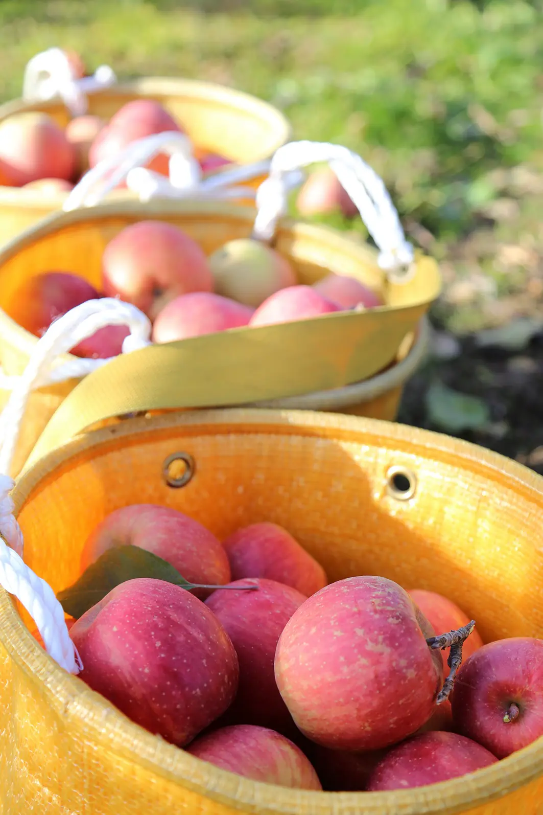 収穫されるりんご