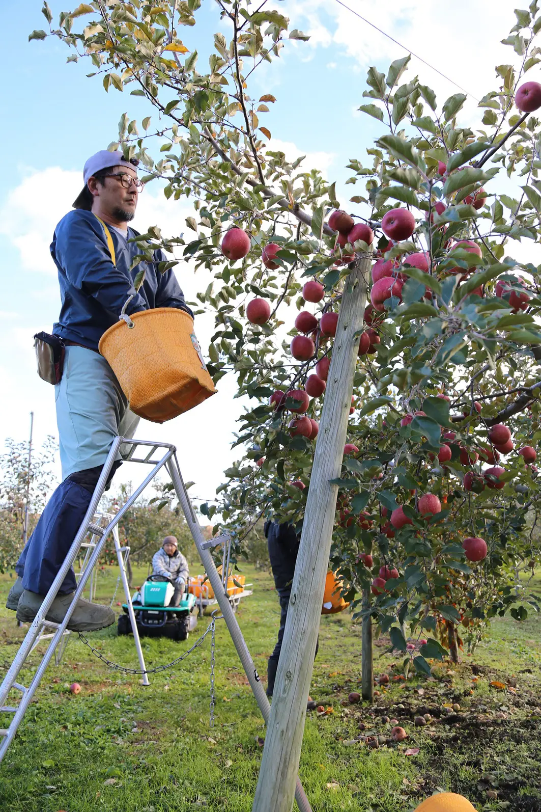 りんごの収穫の様子
