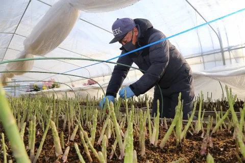 冬アスパラガスの出荷開始　<br>国産唯一の産地として期待高まる