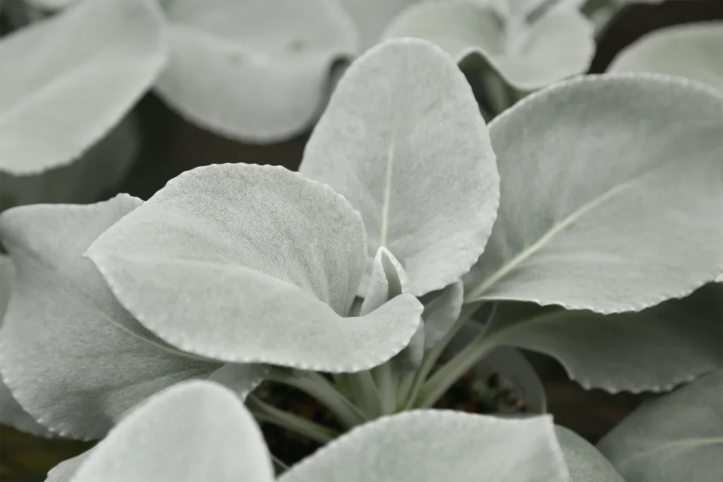 エンジェルウィングス