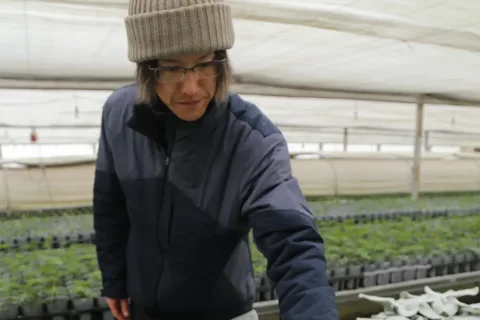 希少エンジェルウィングス　<br>クリスマス向け出荷最盛期