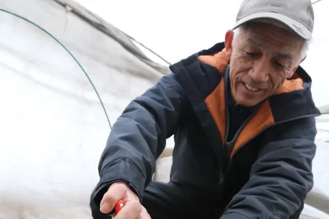 タラの芽出荷本格化　<br>新春に春の味覚をお届け