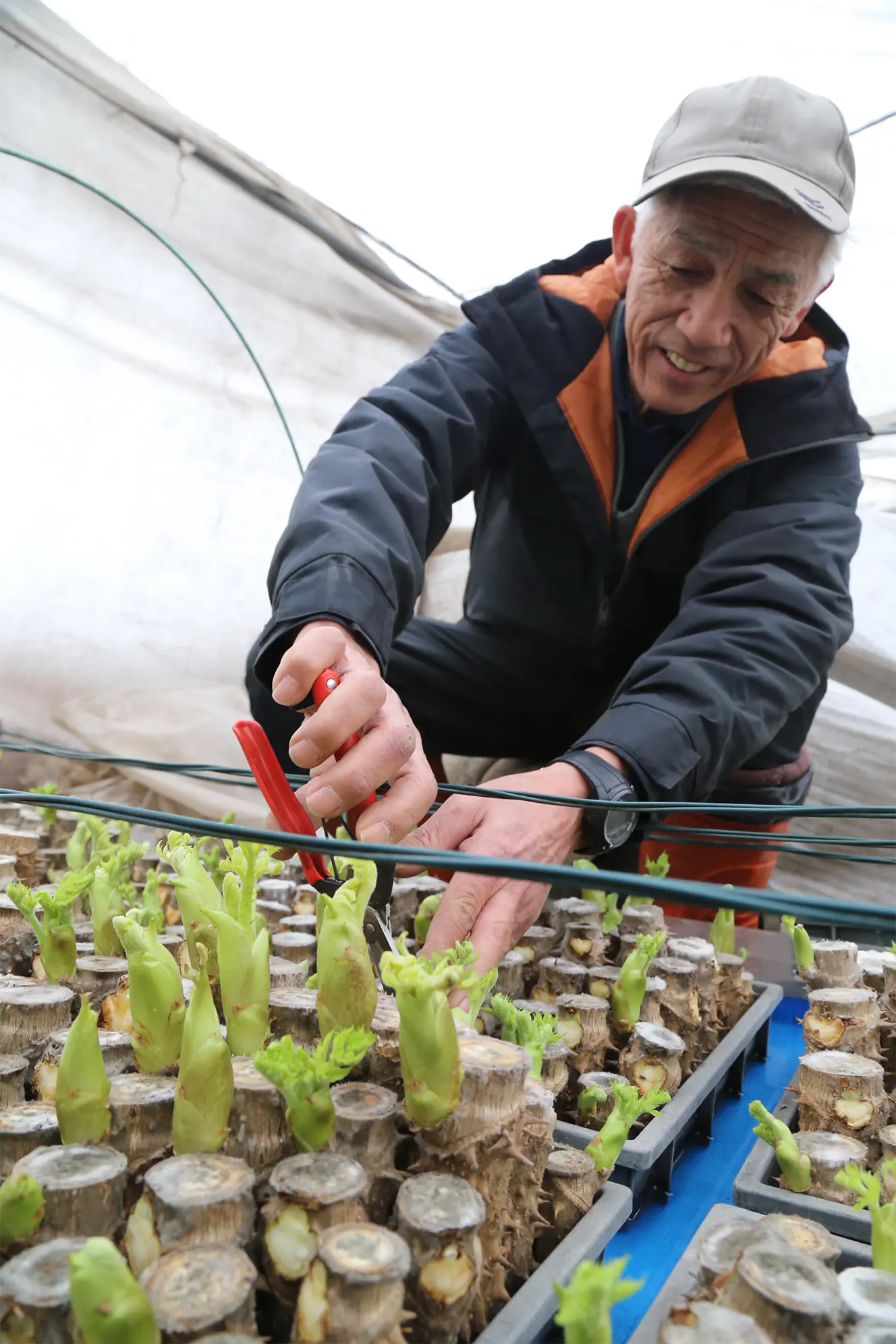 期間限定[農家直送]タラの芽 頂芽1.0kg以上 トゲありタラの芽 今が旬】産直直送 原木収穫 タラの芽 300g 宮城県産 貴重な頂芽