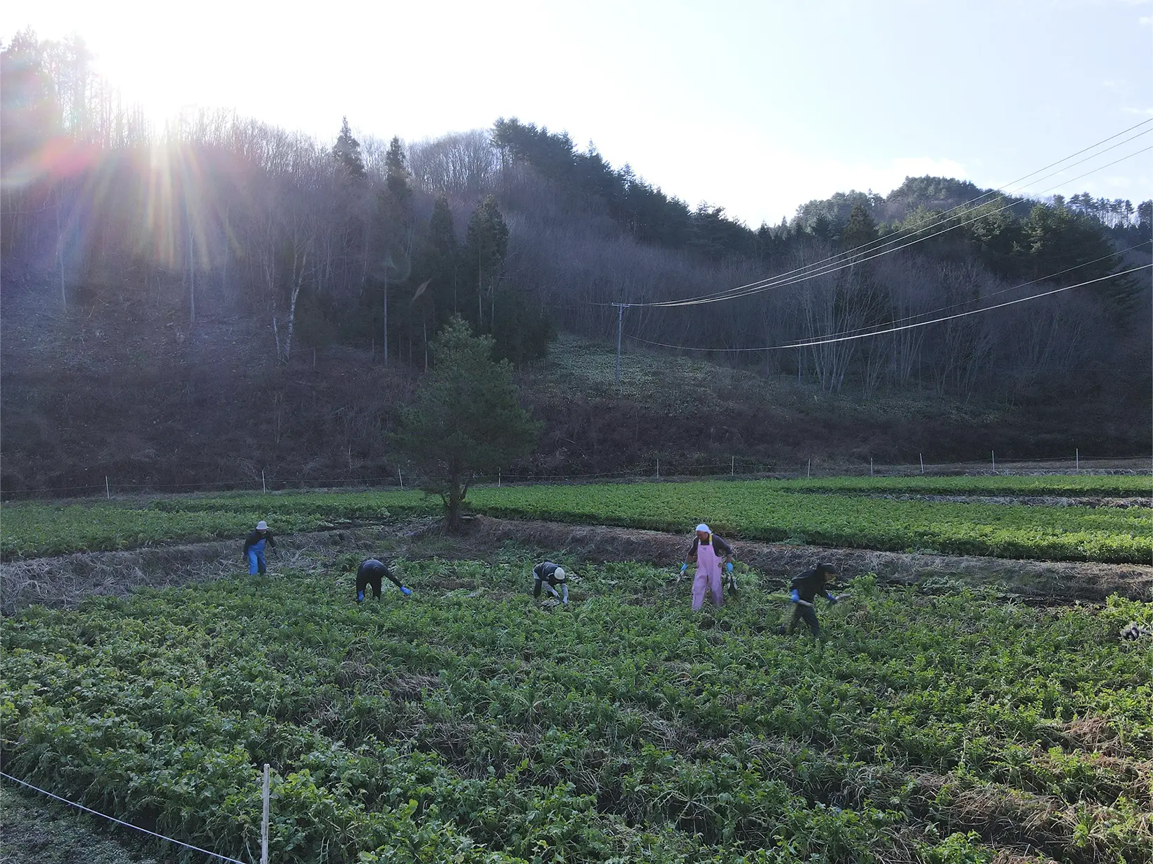 農作業をする様子