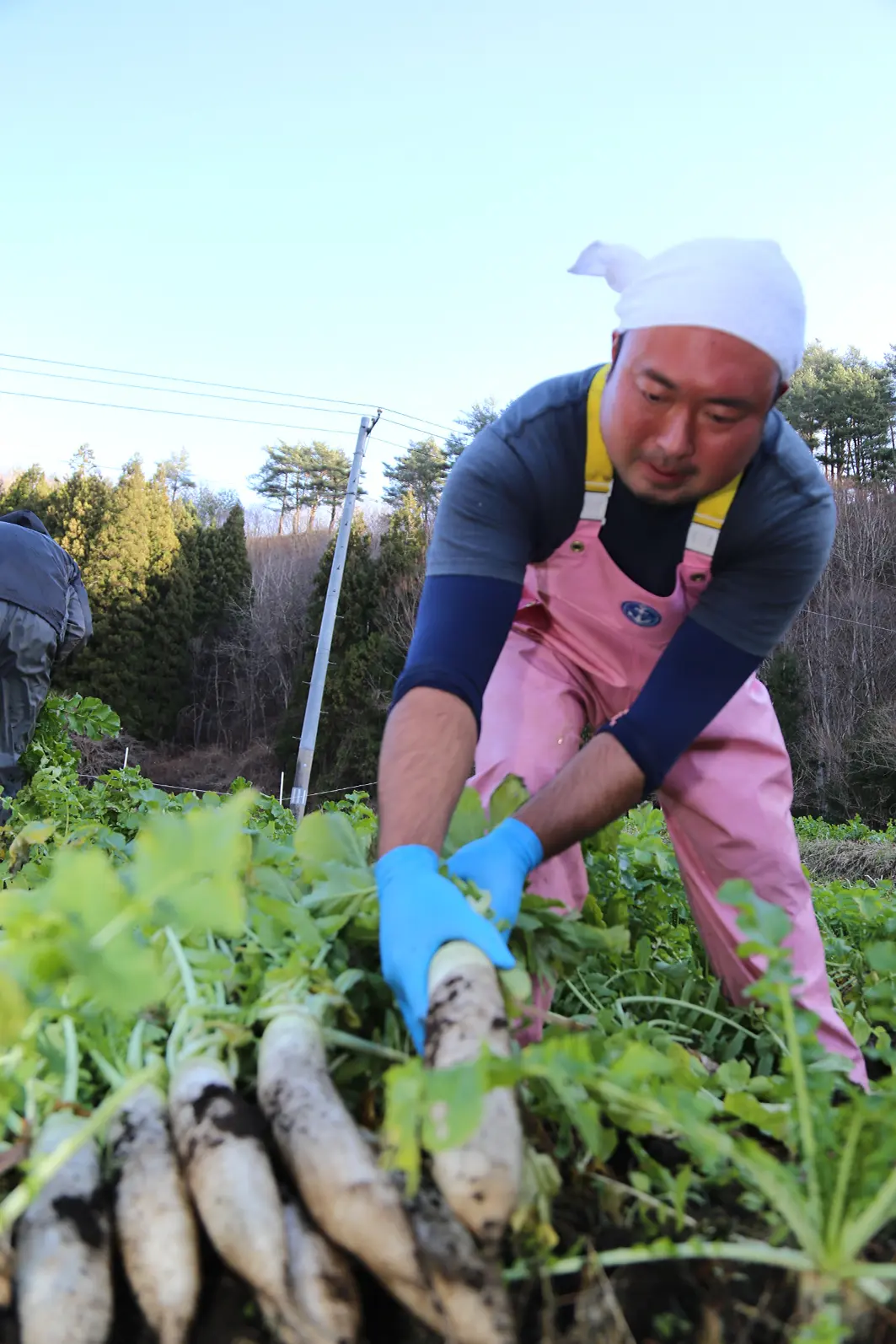 大根を収穫する様子